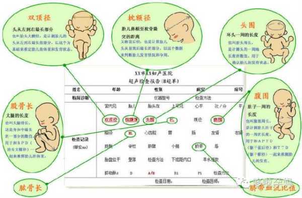 胎儿hl（胎儿hl是什么意思呢）  第2张