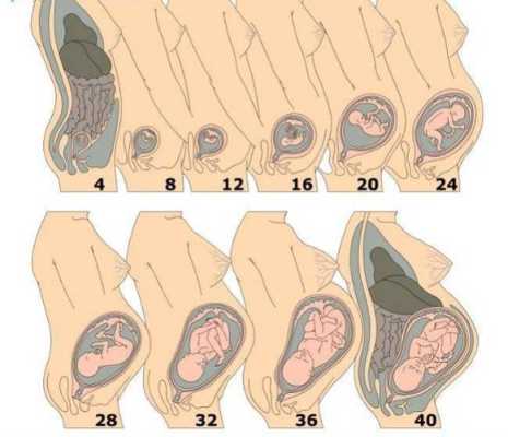 胎儿正常胎位（胎儿什么时候定胎位）  第2张