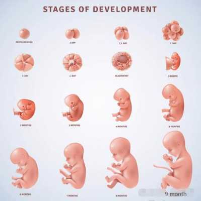 33周胎儿发育（33周胎儿发育成熟了吗）  第1张