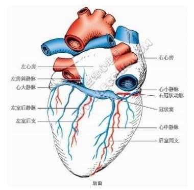 胎儿心脏异常孕期表现（怀孕七个月胎儿心脏室间隔穿隔血流怎么回事）  第1张