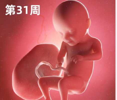 胎儿32周图片（孕32周胎儿发育标准是什么）  第2张