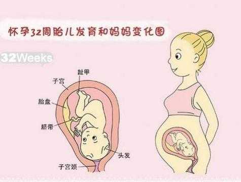 胎儿32周图片（孕32周胎儿发育标准是什么）  第1张