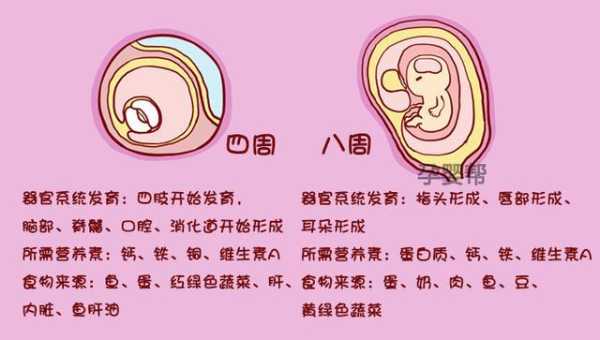 胎儿的甲状腺在怀孕多少周后开始发育?胎儿的甲状腺素从怀孕多少周开始从母体吸收,胎儿多少周成熟度会达到1级 第1张 胎儿的甲状腺在怀孕多少周后开始发育?胎儿的甲状腺素从怀孕多少周开始从母体吸收,胎儿多少周成熟度会达到1级 第1张