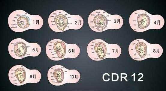 怀孕10周胎芽应该多大,怀孕10周胎儿多大  第1张