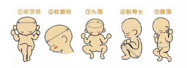 胎儿头大怎么回事(孕检胎儿头大怎么回事) 第2张 胎儿头大怎么回事(孕检胎儿头大怎么回事) 第2张