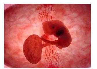 60天的胎儿（140天宝宝是几月龄）  第1张