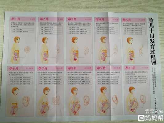 孕期胎儿十月发育过程图(一到十月婴儿的表现) 第3张 孕期胎儿十月发育过程图(一到十月婴儿的表现) 第3张