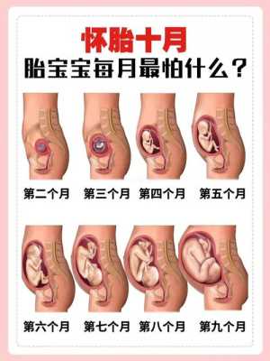 孕期胎儿十月发育过程图（一到十月婴儿的表现）  第1张