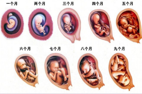孕期胎儿十月发育过程图（一到十月婴儿的表现）  第2张