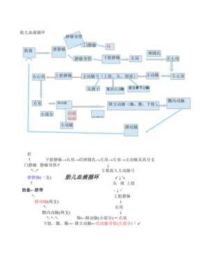 胎儿的血液循环（胎儿的血液循环途径图）  第2张