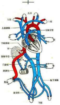 胎儿的血液循环（胎儿的血液循环途径图）  第1张