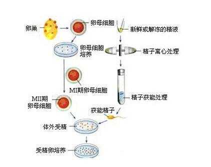 易孕期体外受精会怀孕吗(易孕期体外受精会怀孕吗女性) 第1张 易孕期体外受精会怀孕吗(易孕期体外受精会怀孕吗女性) 第1张
