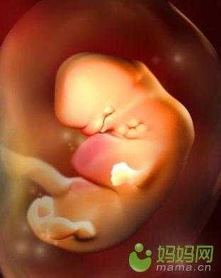 六个月的胎儿图片（怀孕六个月的胎儿图片）  第3张