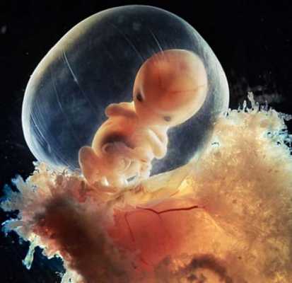 怀孕8周胎儿图片（胎儿胎心快是什么原因造成的啊？孕八个月多了，要做什么检查好）  第2张