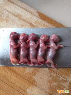 胎儿为什么停止发育(猫咪生产生出来的是空囊和没发育好的死胎是怎么回事) 第1张 胎儿为什么停止发育(猫咪生产生出来的是空囊和没发育好的死胎是怎么回事) 第1张