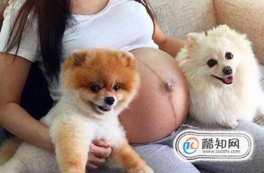 孕期可以养狗吗,孕期可以养狗狗吗? 第2张 孕期可以养狗吗,孕期可以养狗狗吗? 第2张