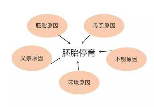 胚胎停育是什么原因造成的,胎儿停育的原因有哪些  第1张