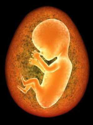 孕10周胎儿图片（怀孕十周胎儿的图）  第2张