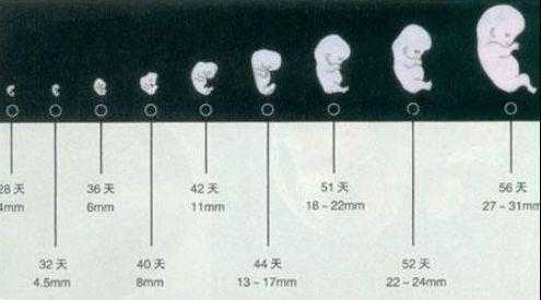 胎儿什么时候成型（胎儿什么时候成型长五官四肢）  第1张
