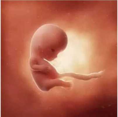 怀孕十周胎儿多大（10周宝宝多重）  第1张