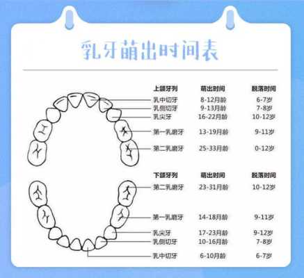 宝宝下面2颗牙出来后，要多久才长上面的牙齿呢,两个月胎儿多大图片正常  第1张