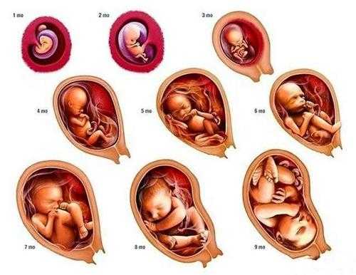 胎儿几周可以存活（人类胚胎在母体任何地方都能存活吗）  第3张