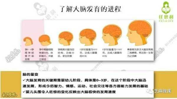 胎儿什么时候发育大脑(胎儿什么时候发育大脑智力) 第1张 胎儿什么时候发育大脑(胎儿什么时候发育大脑智力) 第1张