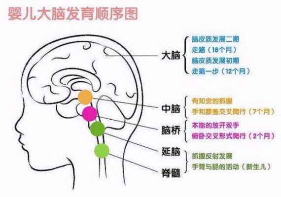 胎儿什么时候发育大脑(胎儿什么时候发育大脑智力) 第3张 胎儿什么时候发育大脑(胎儿什么时候发育大脑智力) 第3张