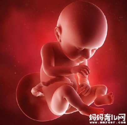36周胎儿真实图片(36周胎儿真实图片欣赏) 第3张 36周胎儿真实图片(36周胎儿真实图片欣赏) 第3张