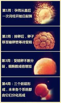 胎儿几周成人形(胎儿几周成人形后还会致畸吗) 第1张 胎儿几周成人形(胎儿几周成人形后还会致畸吗) 第1张