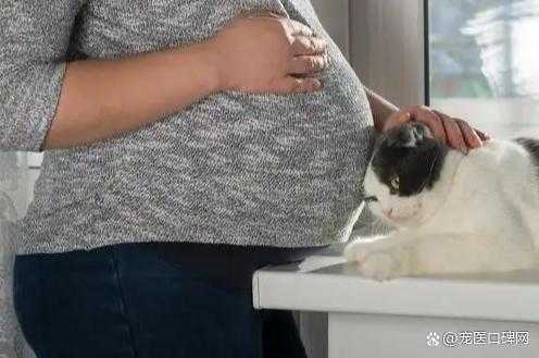 未婚养猫影响生育吗,怀孕和备孕期间可以养猫吗 第3张 未婚养猫影响生育吗,怀孕和备孕期间可以养猫吗 第3张