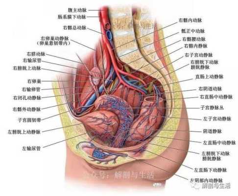 发现胎儿总是在膀胱那里动,是正常的情况吗,孕晚期胎儿膀胱大小正常值 第2张 发现胎儿总是在膀胱那里动,是正常的情况吗,孕晚期胎儿膀胱大小正常值 第2张