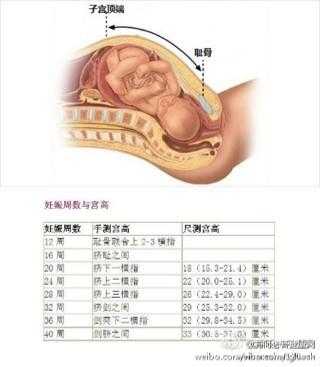 如何判断胎儿体重（如何判断胎儿体重是否正常）  第1张