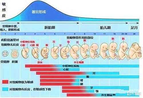 胎儿听力什么时候发育（胎儿听力什么时候发育完成）  第1张