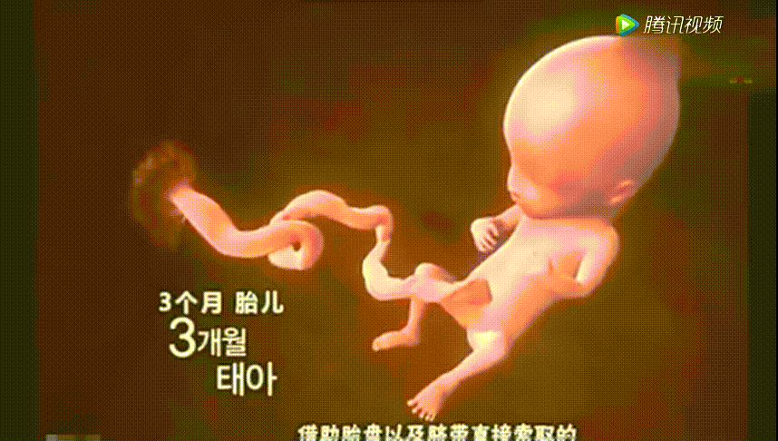 胎儿几个月会有胎动（胎儿几个月会有胎动是怎么动的）  第2张
