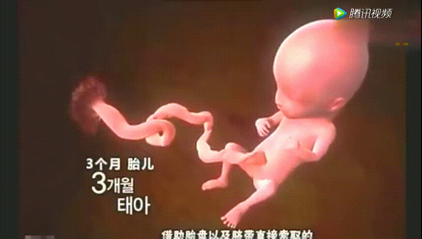 胎儿几个月会有胎动(胎儿几个月会有胎动是怎么动的) 第2张 胎儿几个月会有胎动(胎儿几个月会有胎动是怎么动的) 第2张