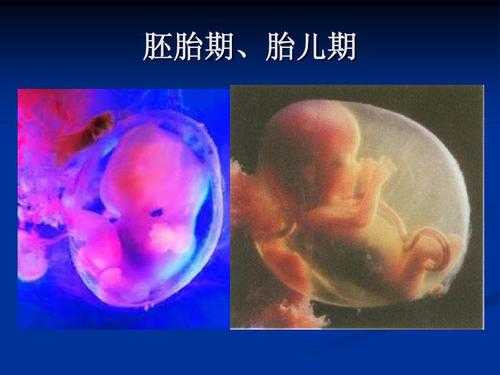 什么叫胚胎,胚胎和胎儿的区别是什么 第2张 什么叫胚胎,胚胎和胎儿的区别是什么 第2张