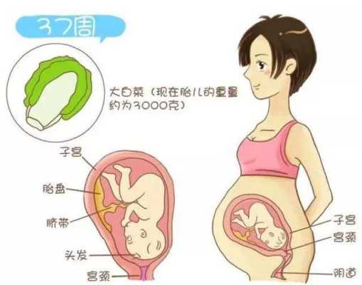 孕妇多少周胎儿入盆（孕妇多少周胎儿入盆正常）  第2张