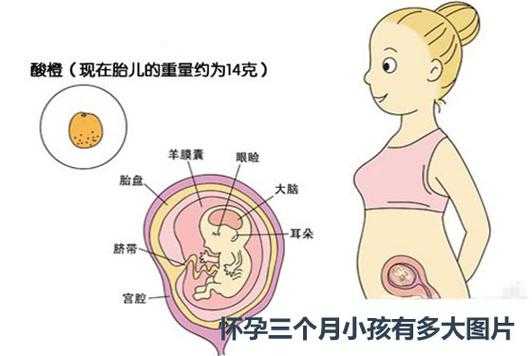 人在母亲肚子里多久形成人身,胎儿几个月成人形图片  第2张