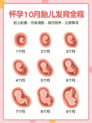 人在母亲肚子里多久形成人身,胎儿几个月成人形图片  第3张