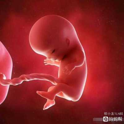怀孕16周胎儿应该多大,怀孕16周胎儿有多大图片 第1张 怀孕16周胎儿应该多大,怀孕16周胎儿有多大图片 第1张