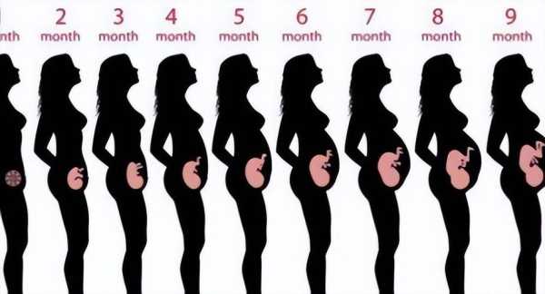 怀孕7个月胎儿有多大（怀孕七个月出生的孩子一般有多重）  第1张