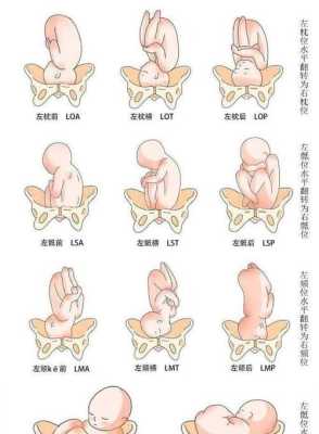 胎儿右枕横位可以顺产吗,右枕横位胎儿图片  第1张