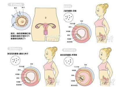 图解胎儿成长过程,胎儿生殖系统发育过程 第2张 图解胎儿成长过程,胎儿生殖系统发育过程 第2张
