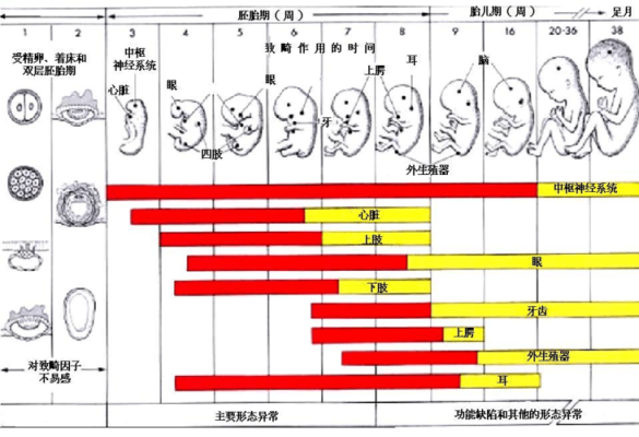 产襦期名词解释,胎儿期名词解释人体发育学 第2张 产襦期名词解释,胎儿期名词解释人体发育学 第2张