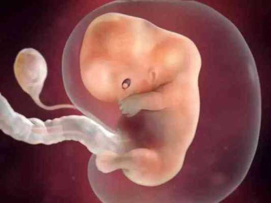 十周的胎儿有多大图片（孕10周胎儿多大）  第1张