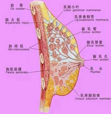 孕期乳房(孕期乳房分泌物意味着什么) 第2张 孕期乳房(孕期乳房分泌物意味着什么) 第2张