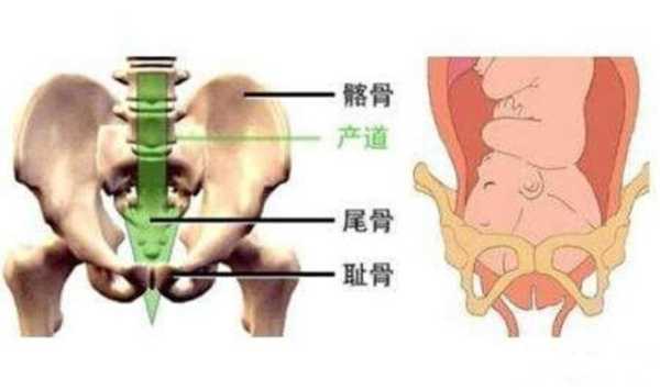 怎么知道胎儿有没有入盆（孕晚期怎么知道胎儿有没有入盆）  第2张