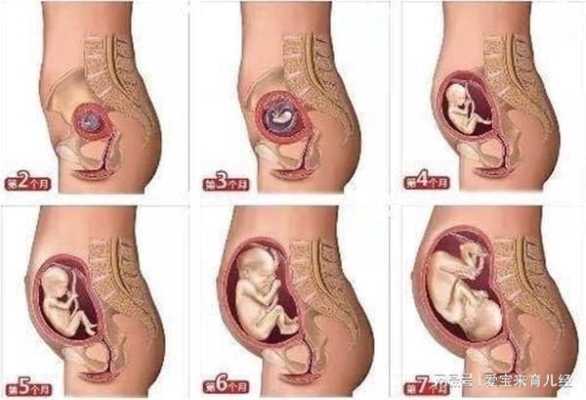 怀孕12周胎儿稳定了吗（怀孕12周肚子还是平的正常吗）  第2张