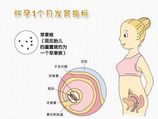 孕期一个月(孕期一个月有什么反应) 第1张 孕期一个月(孕期一个月有什么反应) 第1张